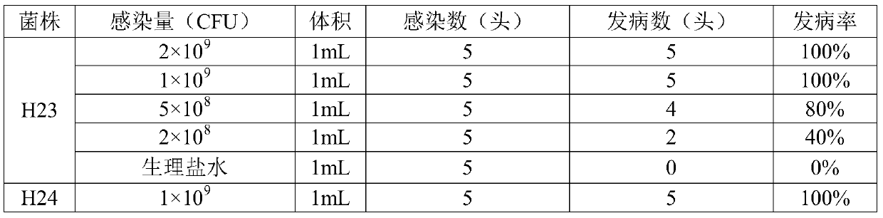 Triple inactivated vaccine for haemophilus parasuis diseases, streptococcosis suis diseases and pasteurella multocida diseases of pigs and preparation method of triple inactivated vaccine