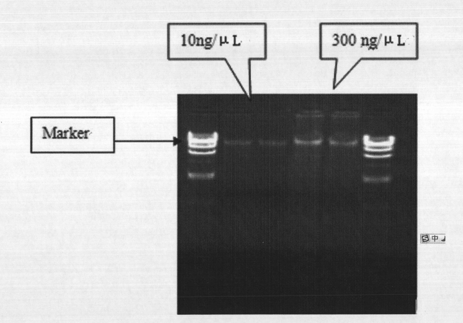 Rapid detection of BRCA (Breast Cancer) genic mutation