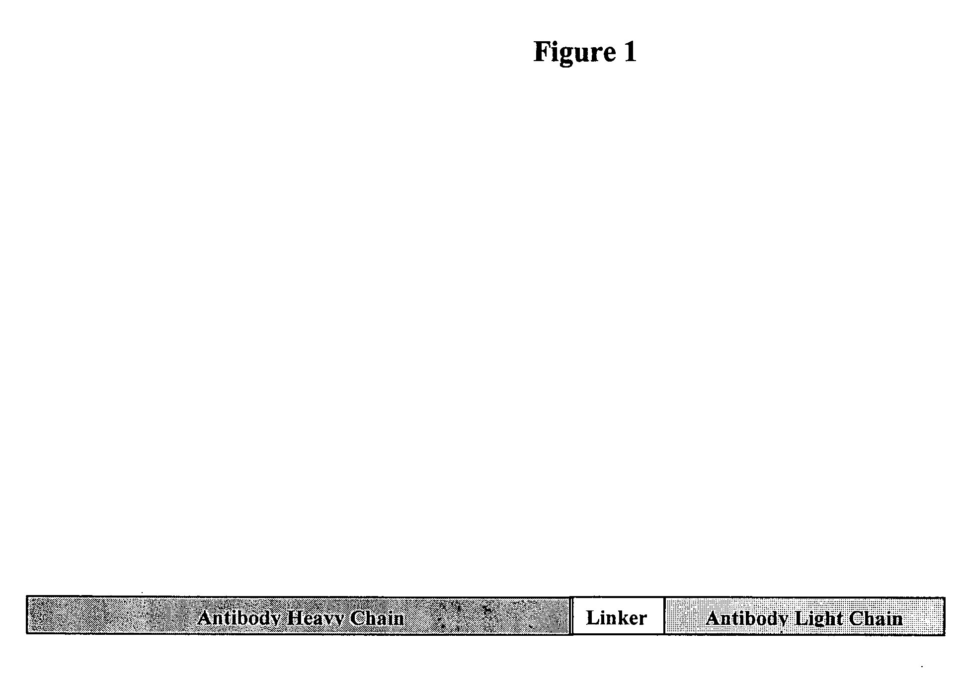 Fusion antibodies