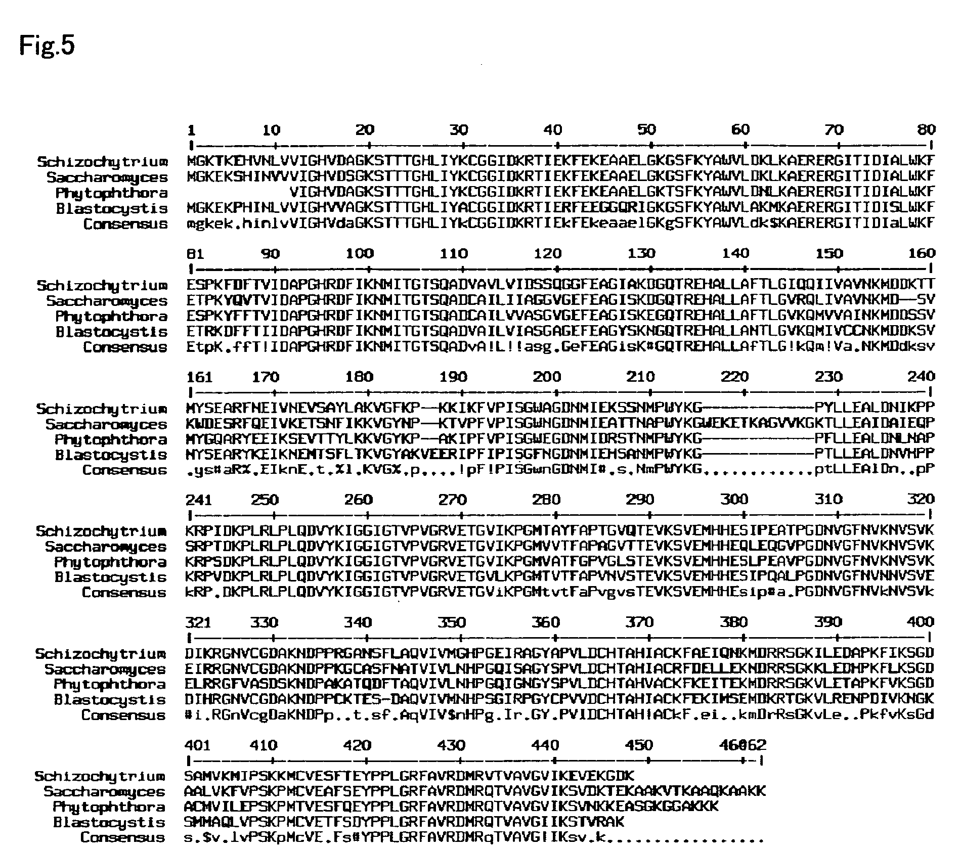 Method for introducing a gene into <i>labyrinthulomycota </i>