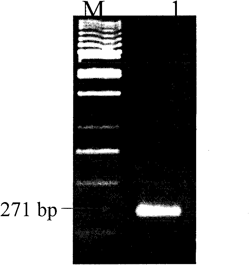 High-efficiency ammonium-excreting combined azotobacter strain