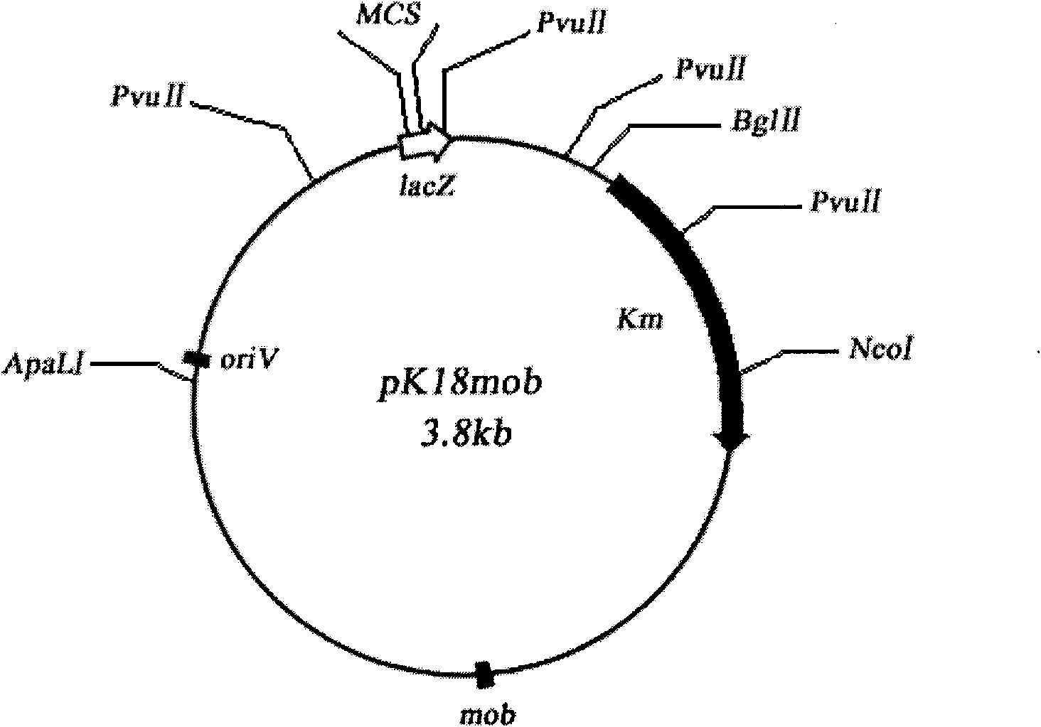 High-efficiency ammonium-excreting combined azotobacter strain