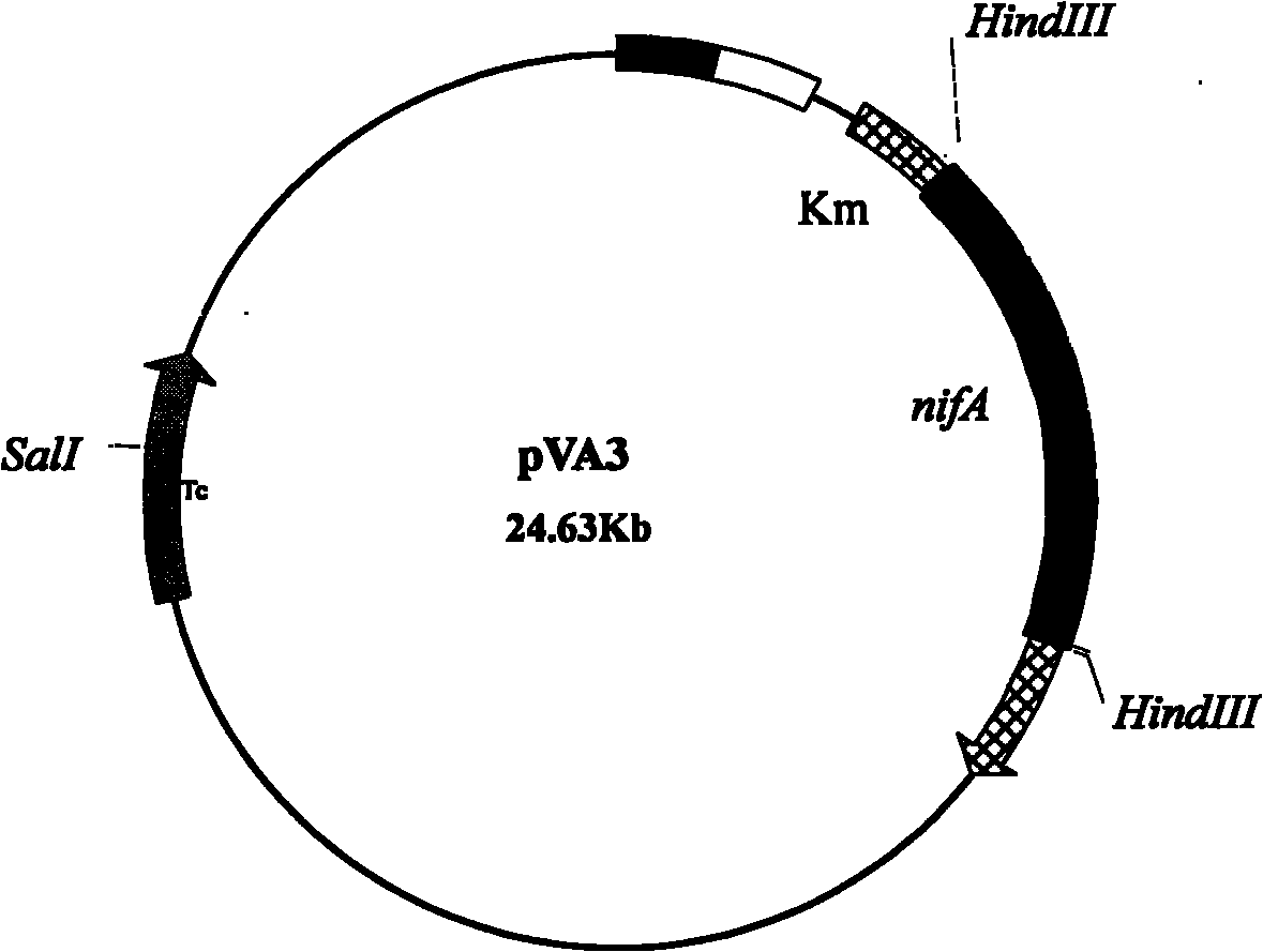 High-efficiency ammonium-excreting combined azotobacter strain