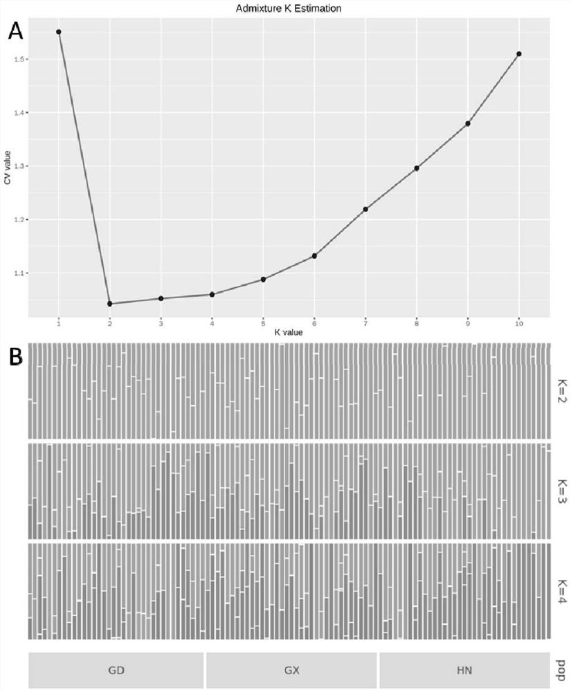 Method for researching corn southern rust group inheritance and transmission based on SNP (Single Nucleotide Polymorphism)