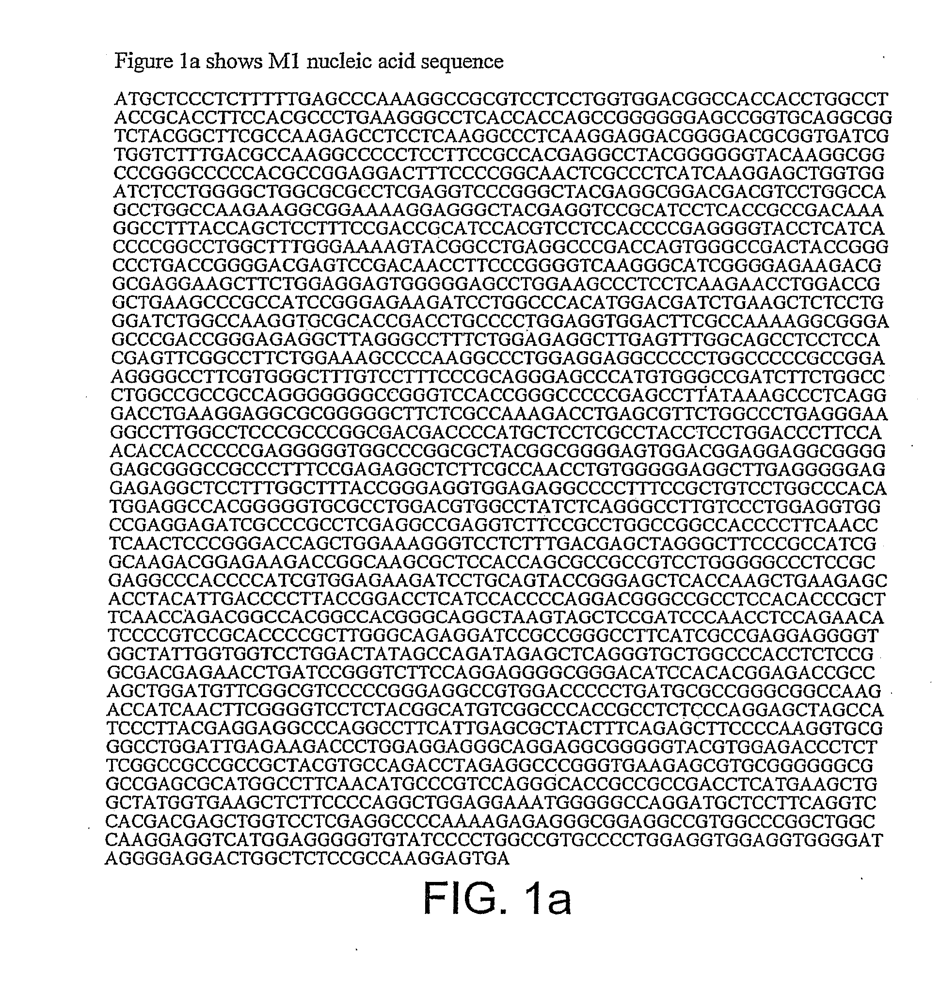 DNA polymerase