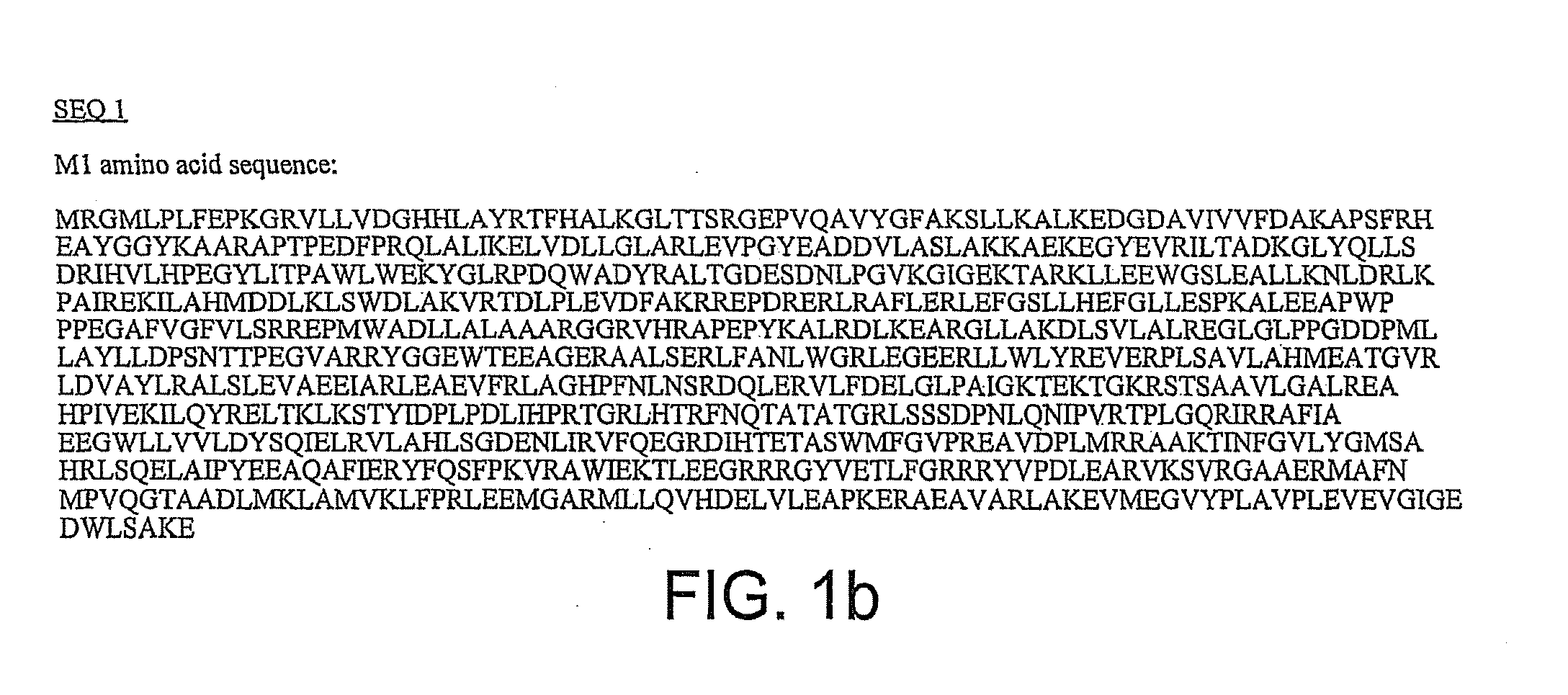 DNA polymerase