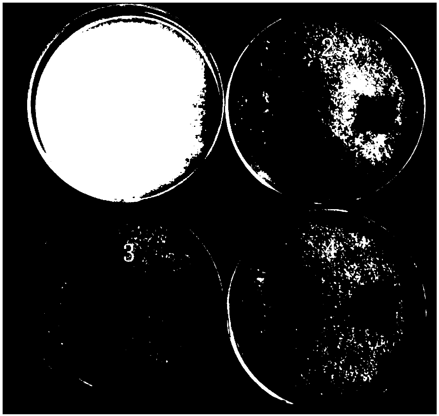 Trichoderma asperellum strain and application thereof