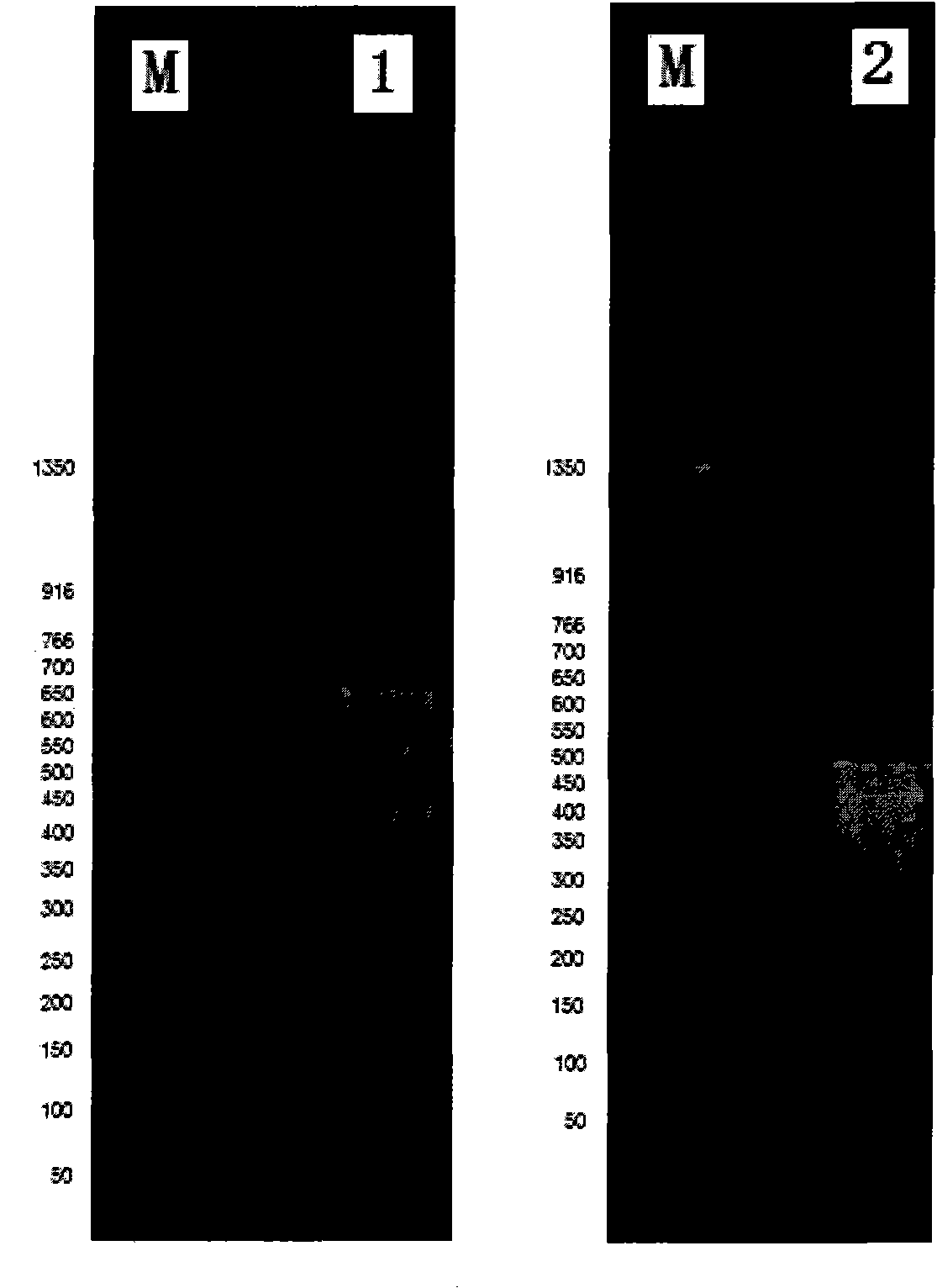 HLA (Human Leukocyte Antigen)-A,B genotyping PCR (Polymerase Chain Reaction) primer and application method thereof