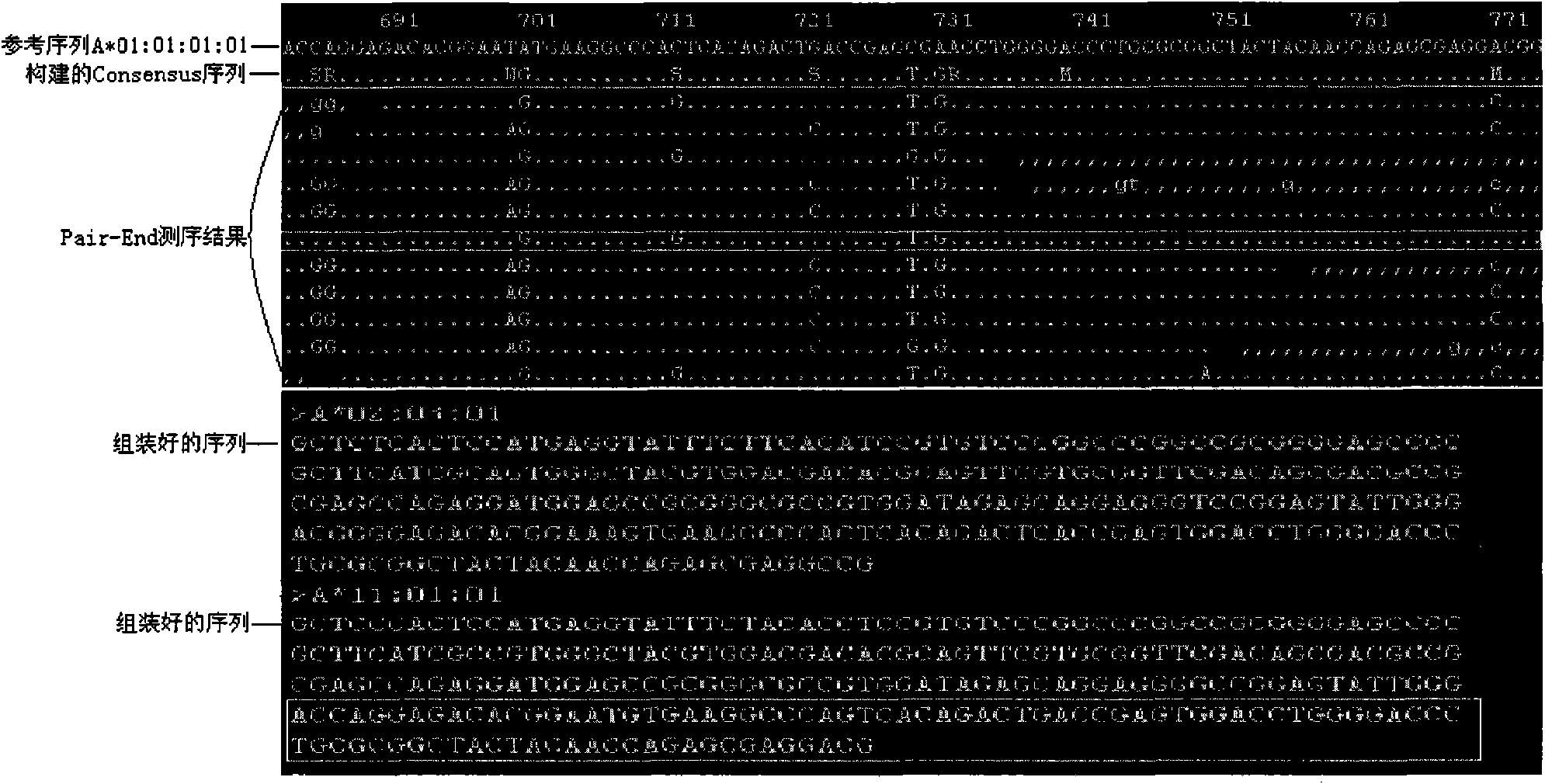 HLA (Human Leukocyte Antigen)-A,B genotyping PCR (Polymerase Chain Reaction) primer and application method thereof