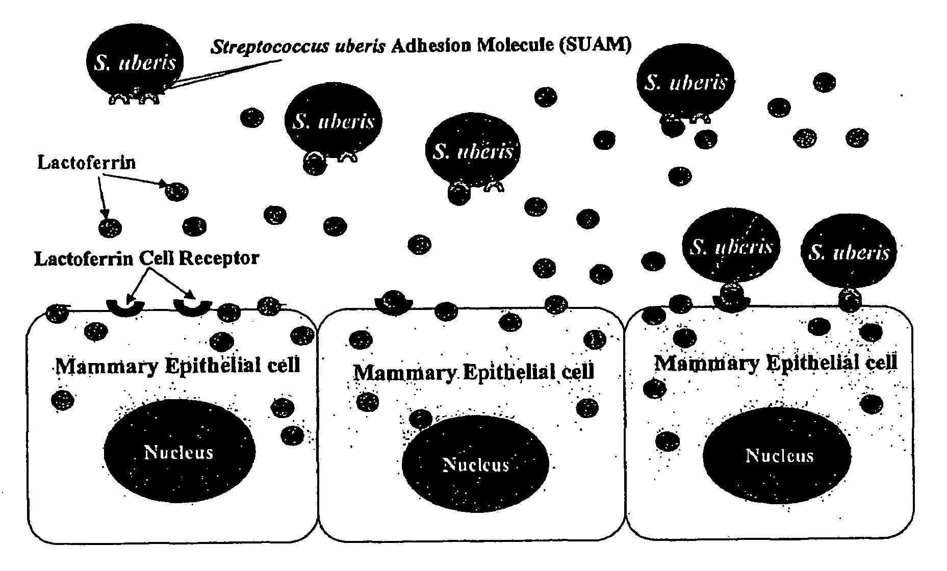 Streptococcus uberis adhesion molecule