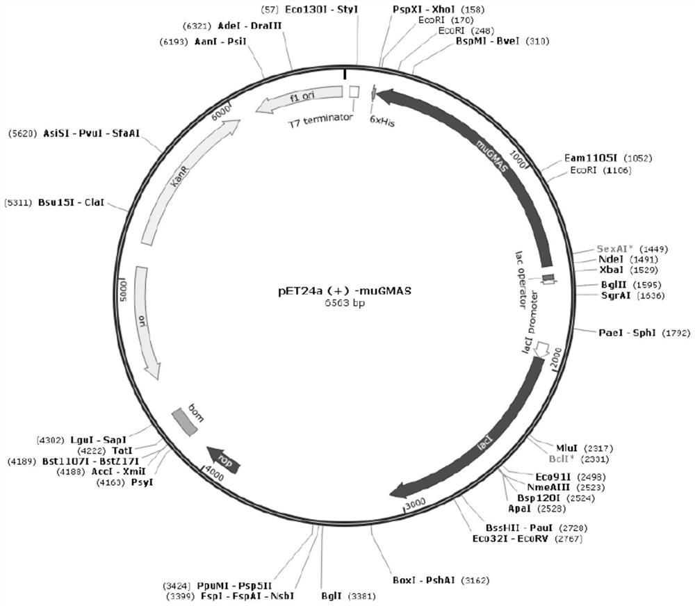 A kind of gamma-glutamine synthetase mutant and its application