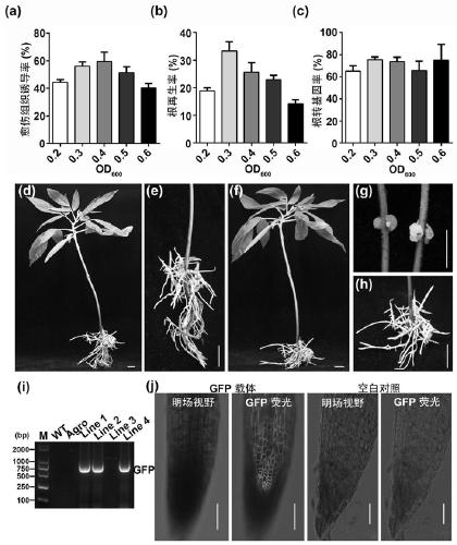 Construction method for economic plant effective root transgene system