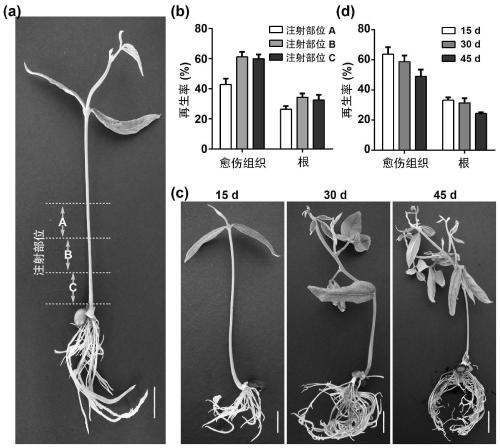 Construction method for economic plant effective root transgene system