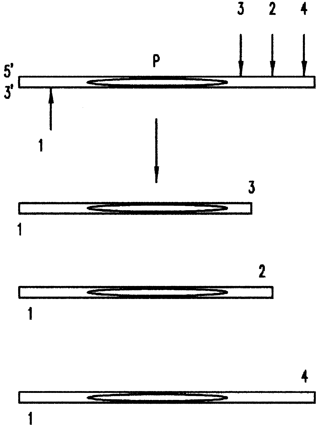 DNA bracketing locus compatible standards for electrophoresis