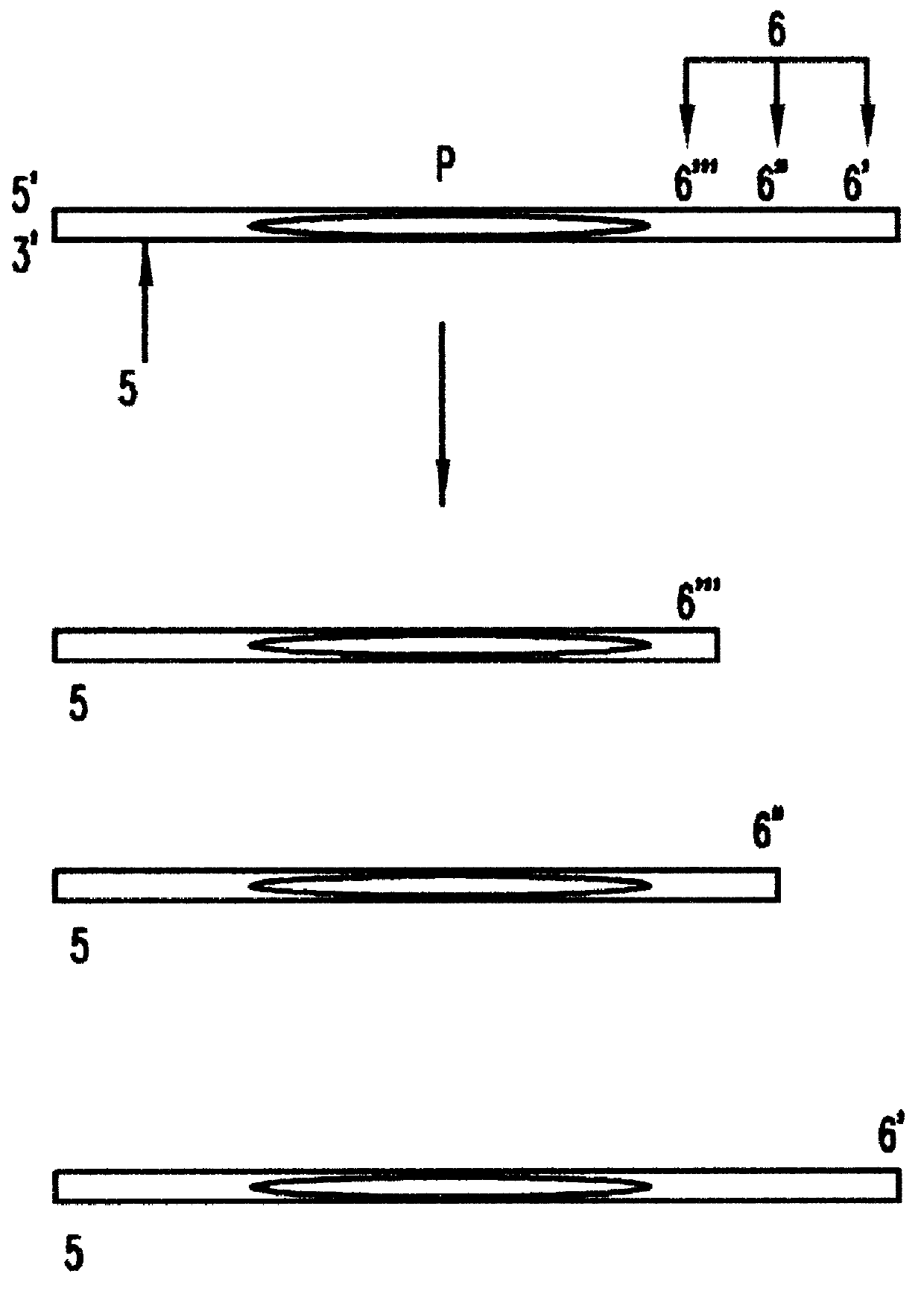 DNA bracketing locus compatible standards for electrophoresis