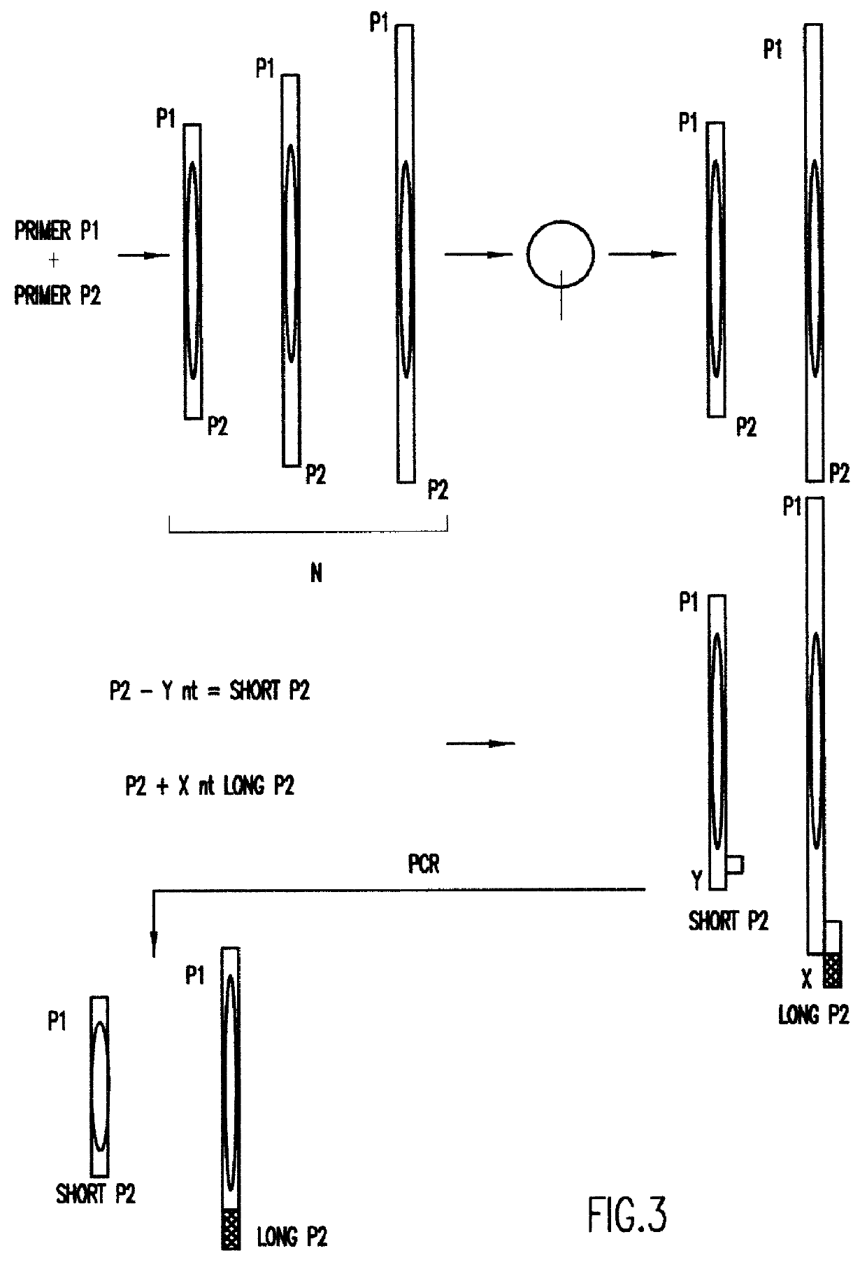 DNA bracketing locus compatible standards for electrophoresis