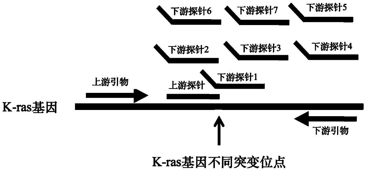 K-ras gene mutation site detection kit