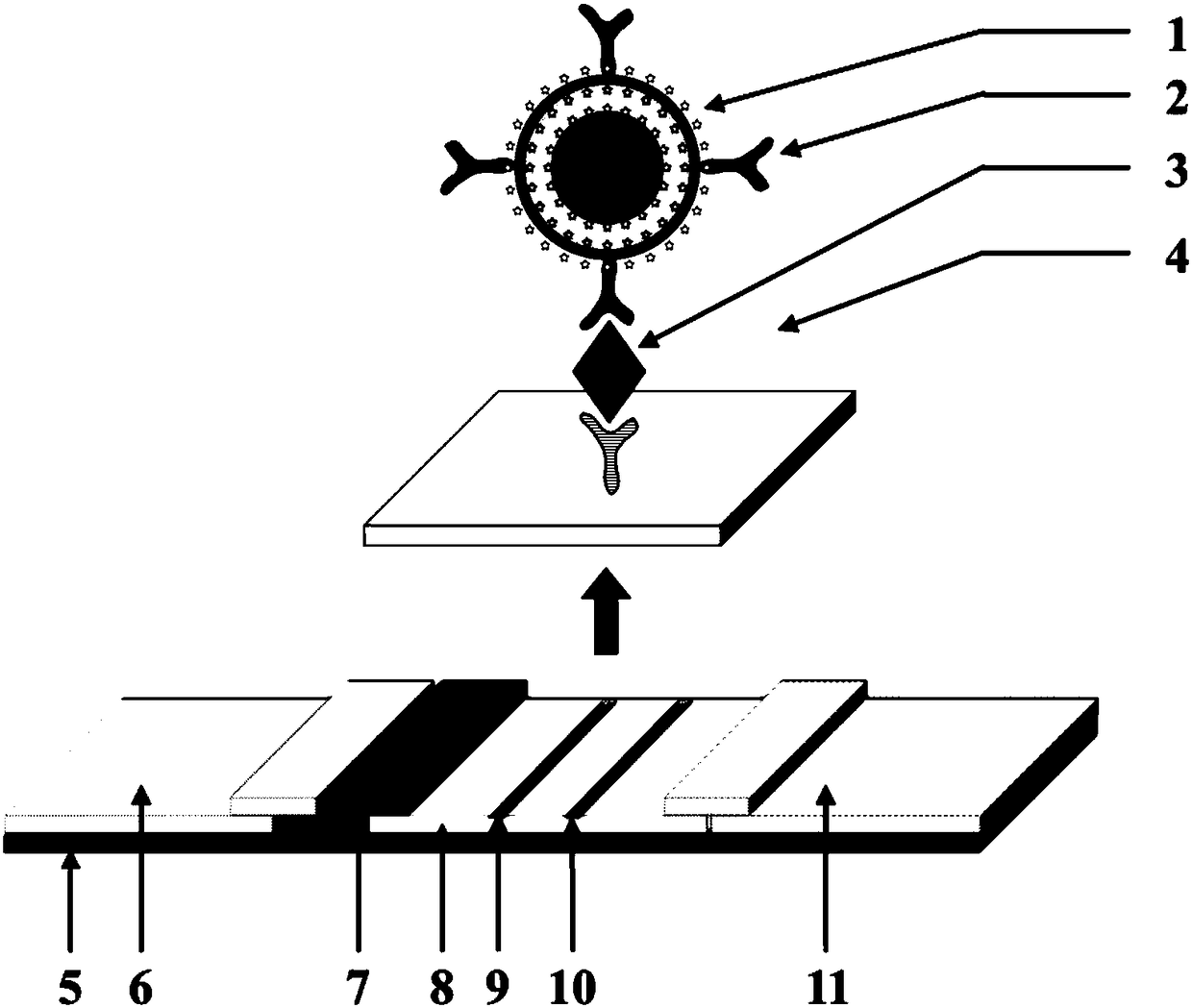 Hollow core-shell nanoparticle and preparation method, test strip and test method