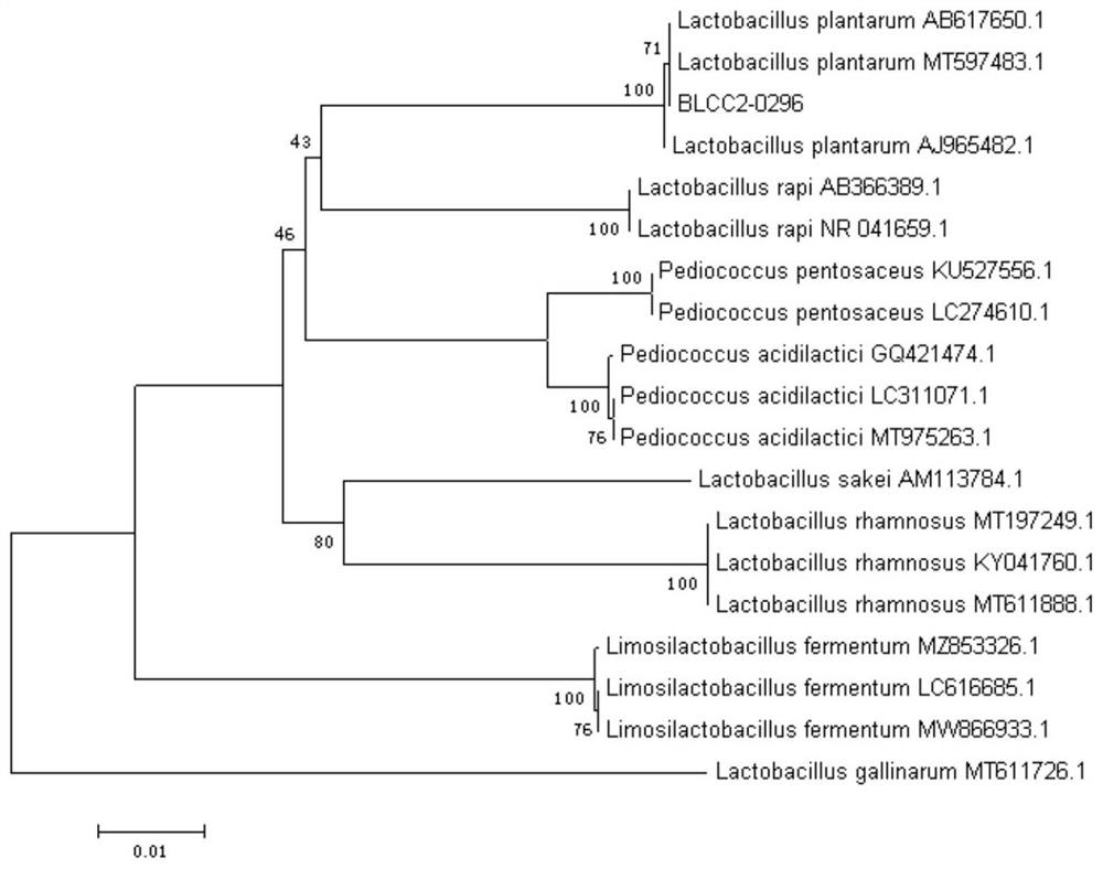 Lactobacillus plantarum capable of producing urate oxidase and inhibiting xanthine oxidase and application of lactobacillus plantarum