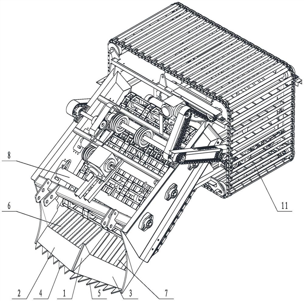 Radix ophiopogonis harvesting method