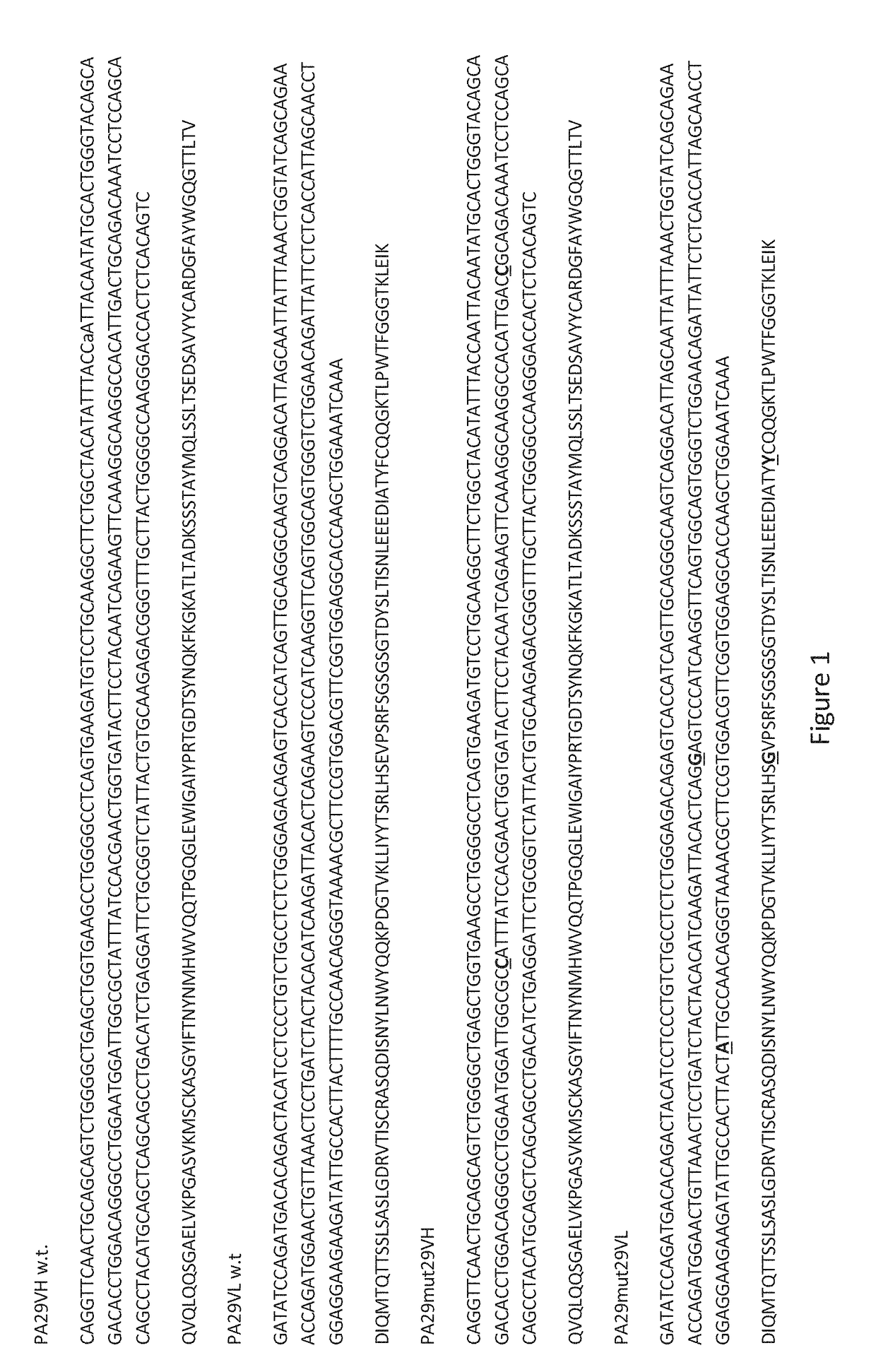 Antibodies directed to <i>Bacillus anthracis </i>protective antigen