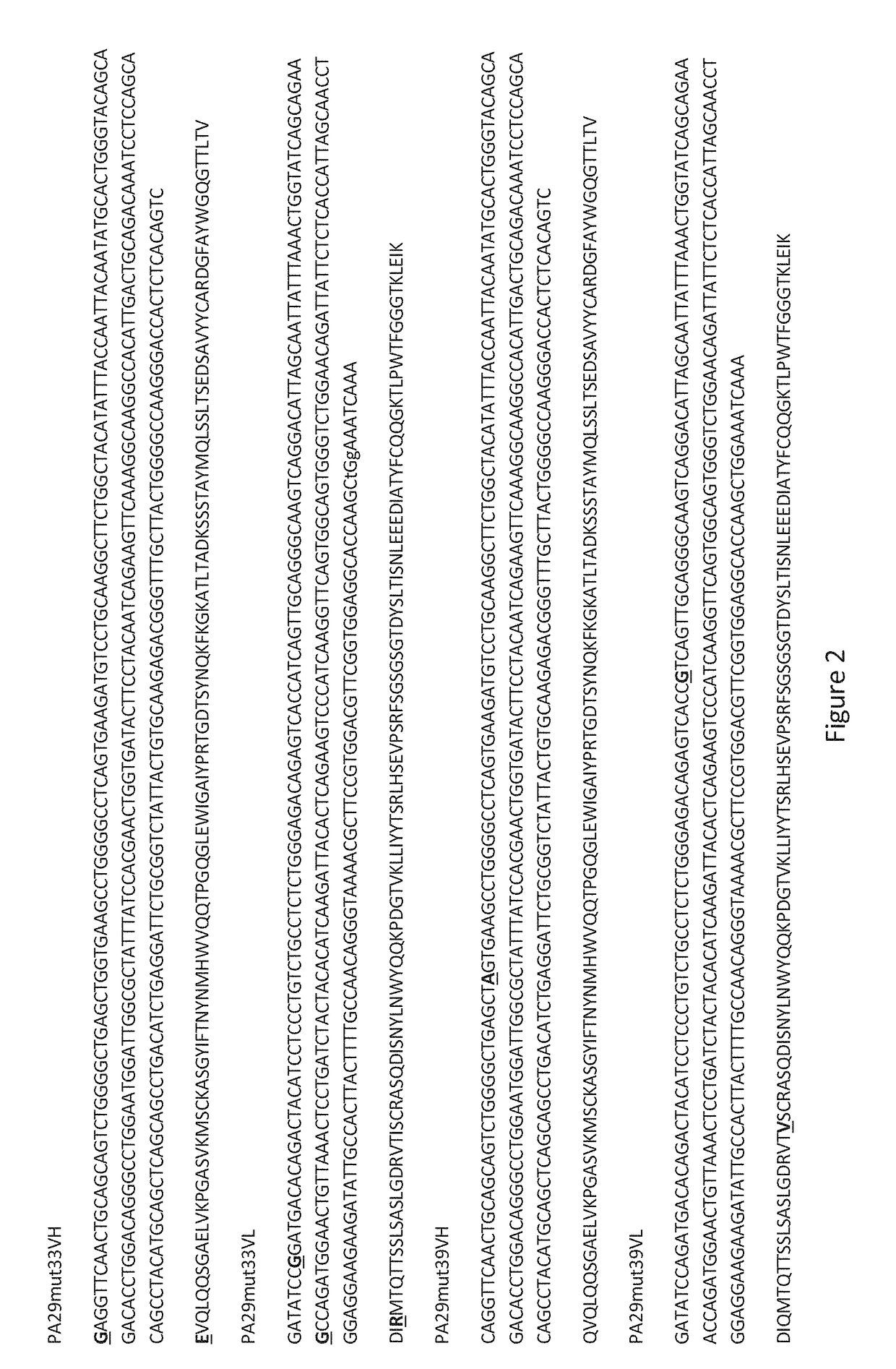 Antibodies directed to <i>Bacillus anthracis </i>protective antigen