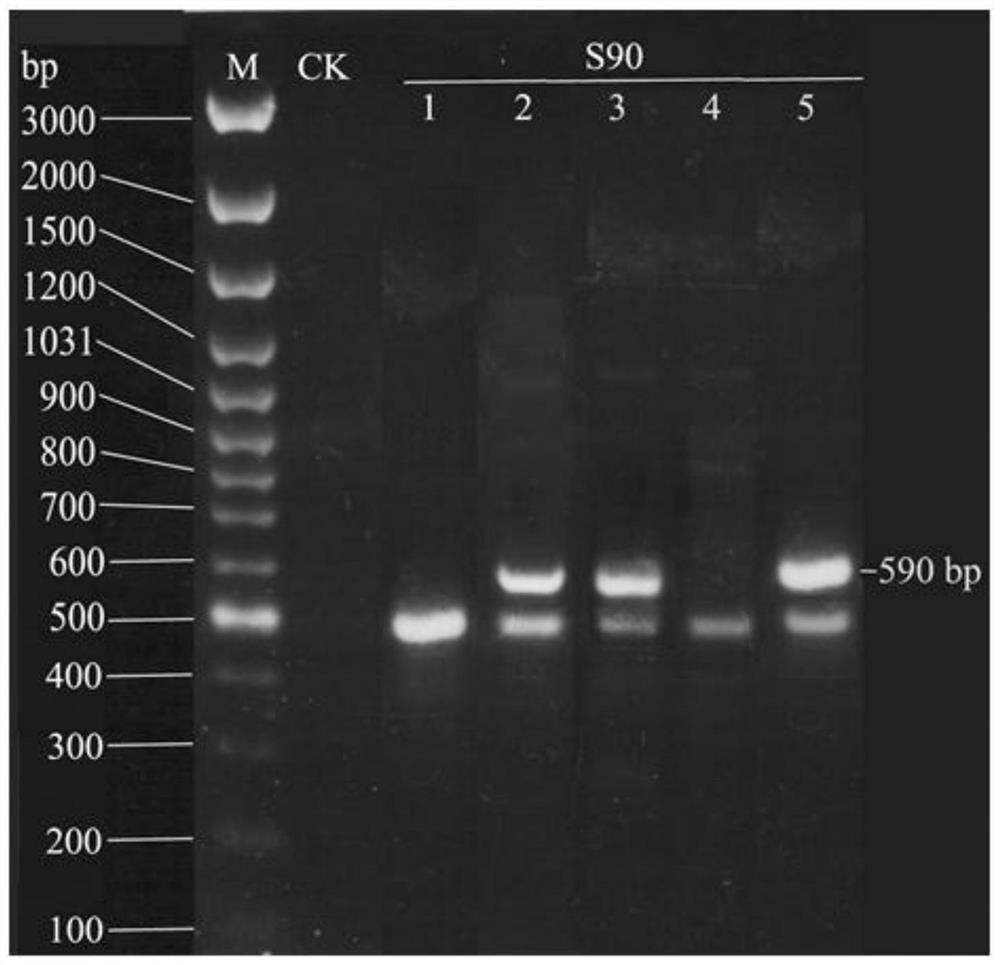 A method for identifying the advantages and disadvantages of spirulina algae silk drainage performance by rapd detection