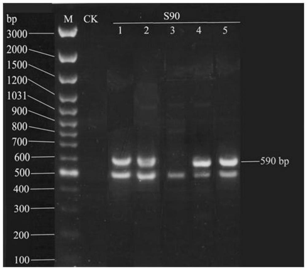 A method for identifying the advantages and disadvantages of spirulina algae silk drainage performance by rapd detection