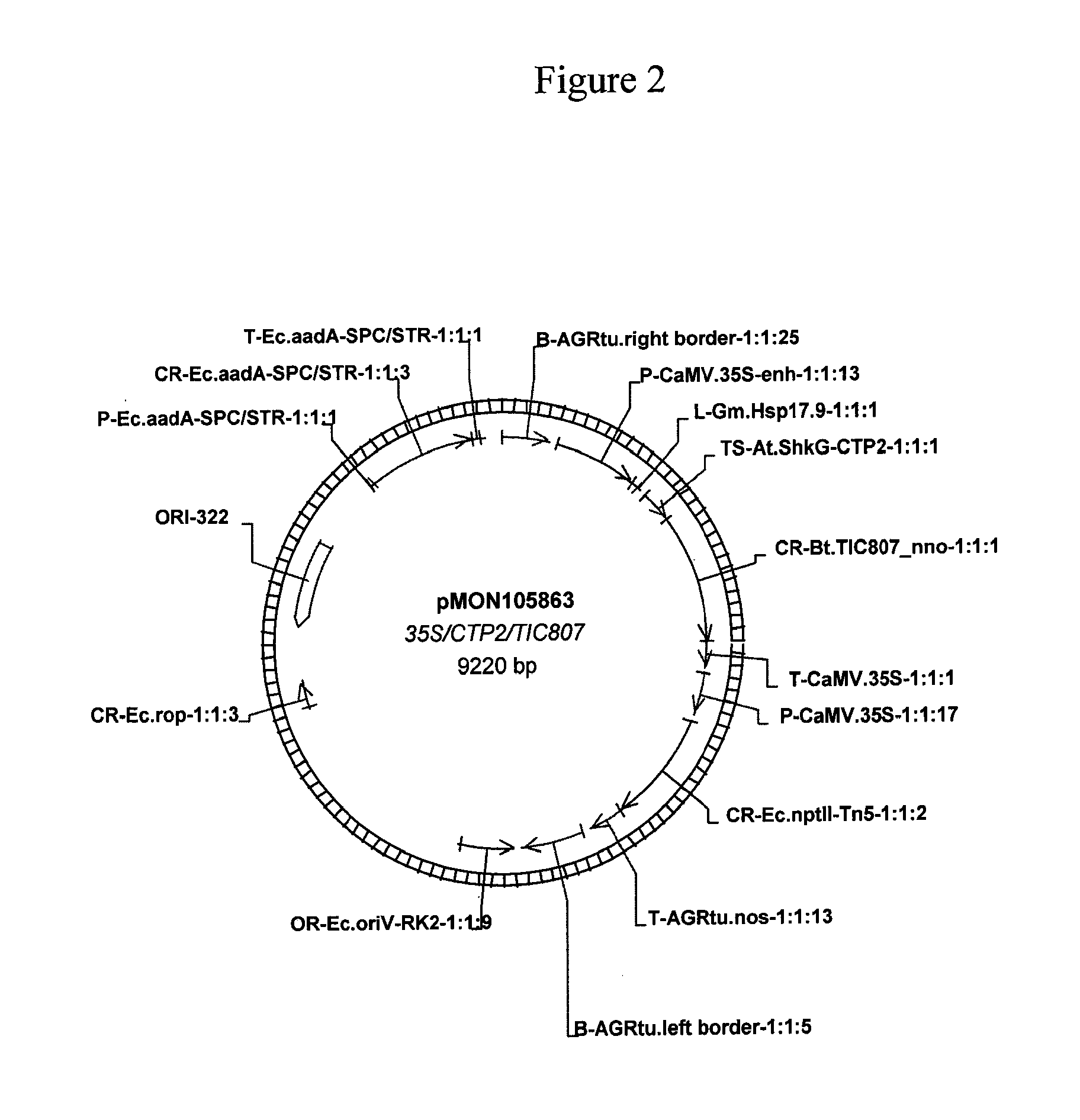 Hemipteran-and Coleopteran Active Toxin Proteins from Bacillus Thuringiensis