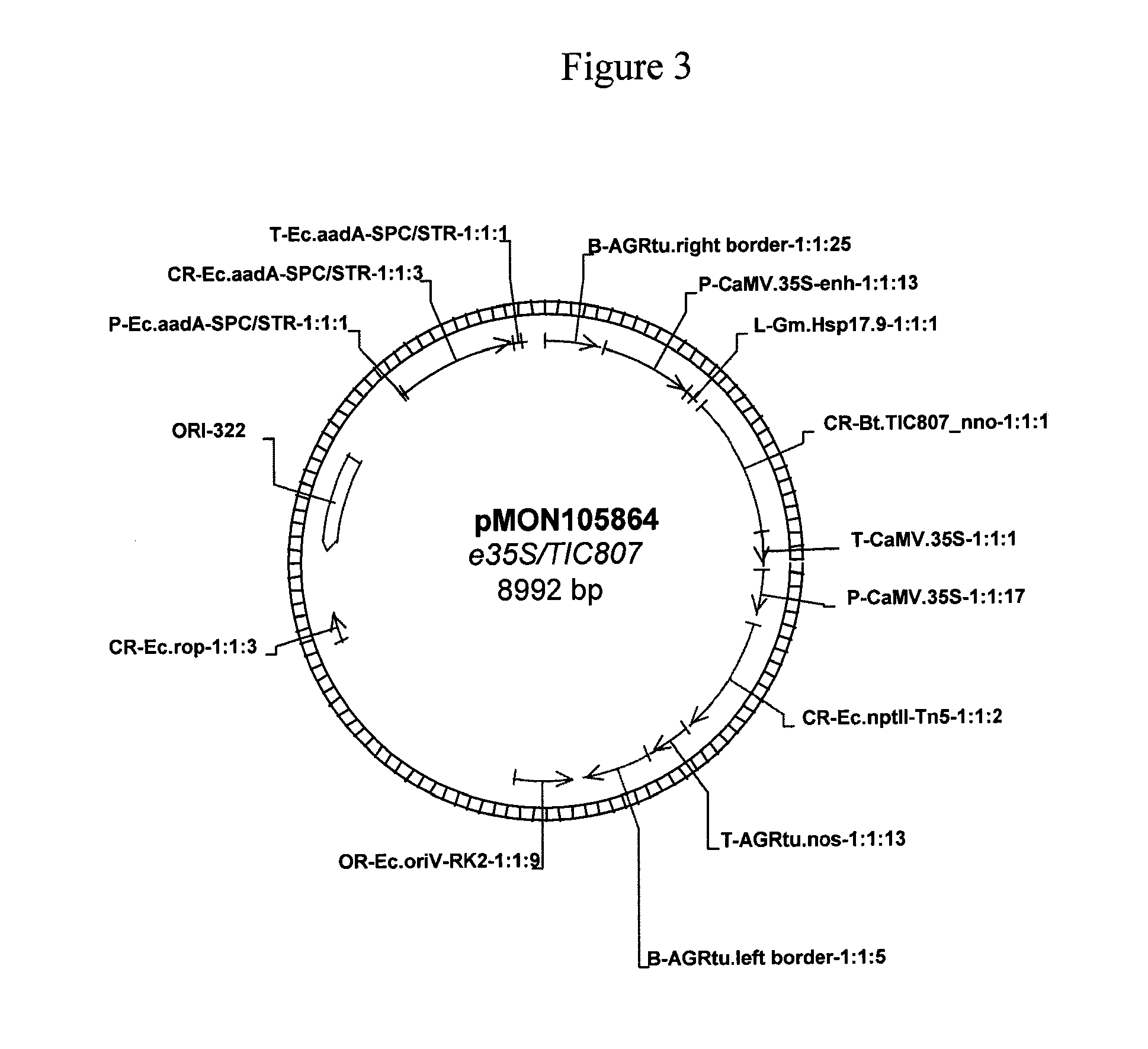 Hemipteran-and Coleopteran Active Toxin Proteins from Bacillus Thuringiensis