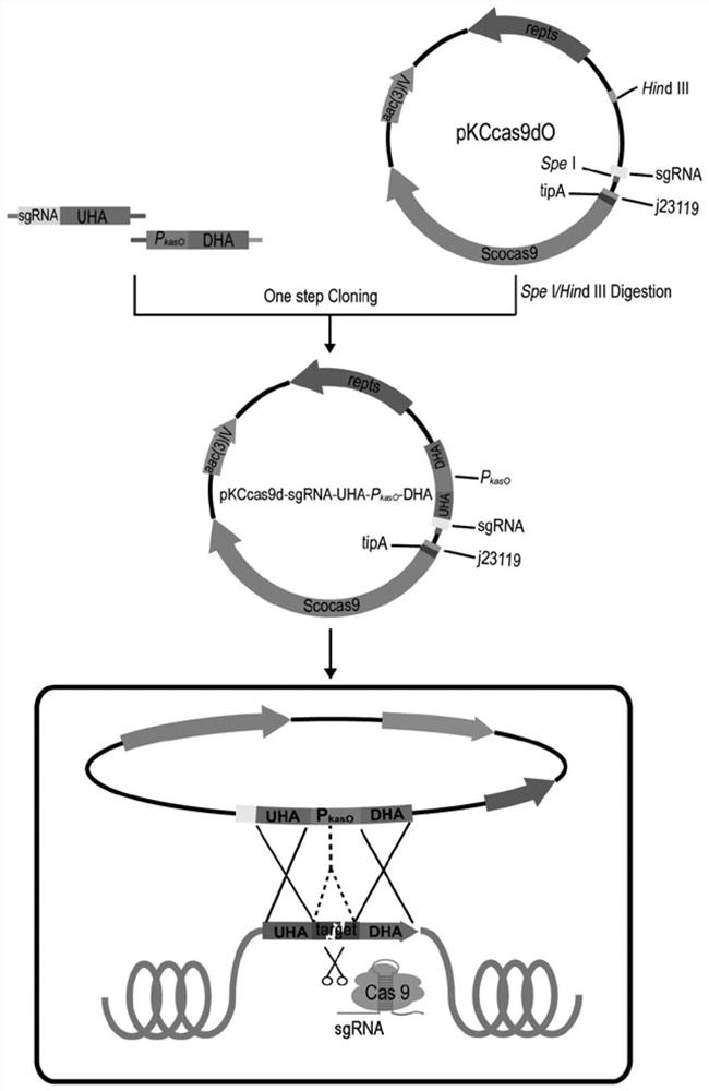 Saccharopolyspora pogona delta Clu13-MmsA and construction method and application thereof