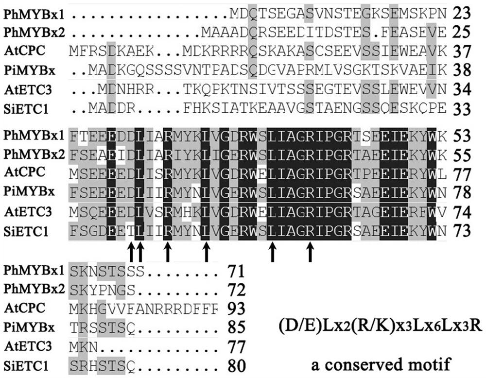 Phalaenopsis r3-mybx1 gene and its application in flower color regulation