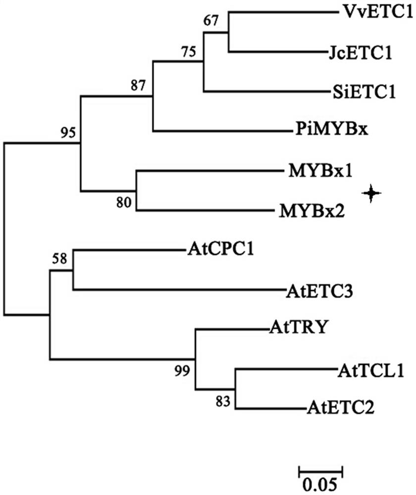 Phalaenopsis r3-mybx1 gene and its application in flower color regulation