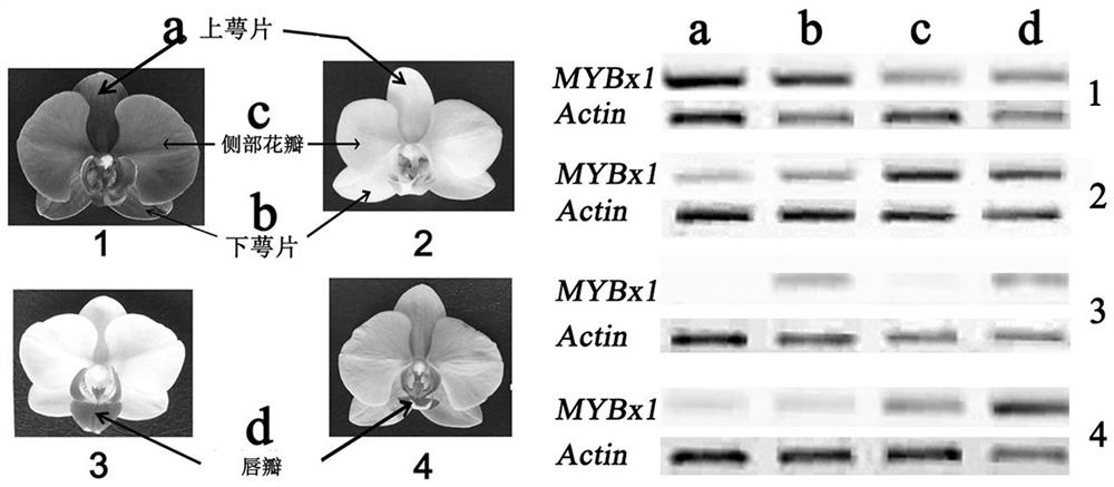 Phalaenopsis r3-mybx1 gene and its application in flower color regulation