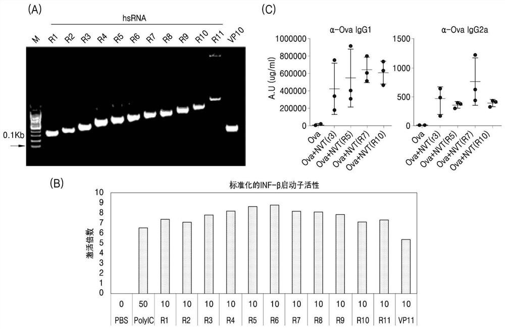 Novel ribonucleic acid and pharmaceutical composition based on same