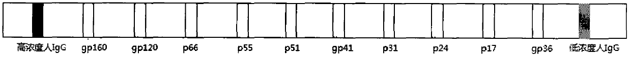 HIV (human immunodeficiency virus) antibody recognition reagent