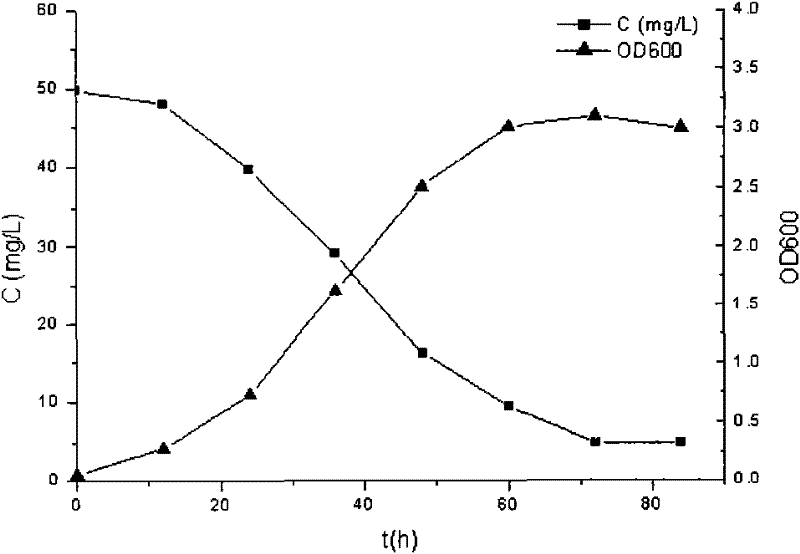 Application of radiation resistant bacteria in biological treatment of heavy metal ions