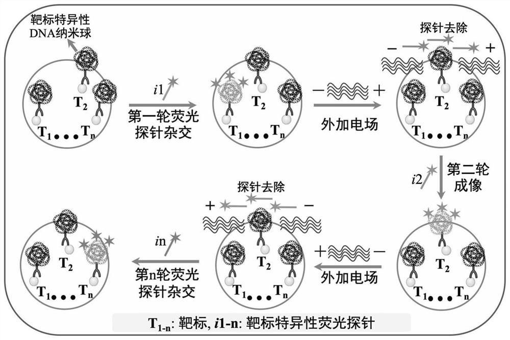 Target positioning and quantitative detection method based on DNA spherical nanostructure imaging