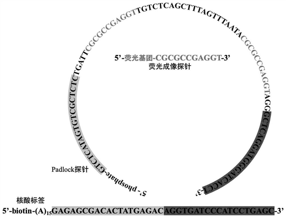 Target positioning and quantitative detection method based on DNA spherical nanostructure imaging