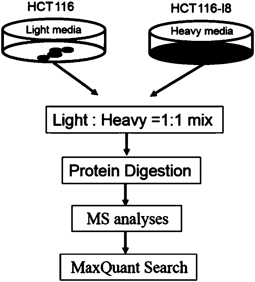 Method for detecting proteome in rectal cancer