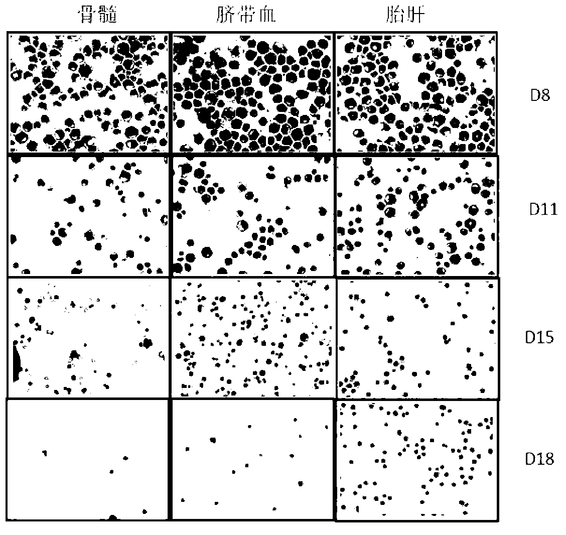 Device and method for in vitro high-density cultivation of erythrocyte