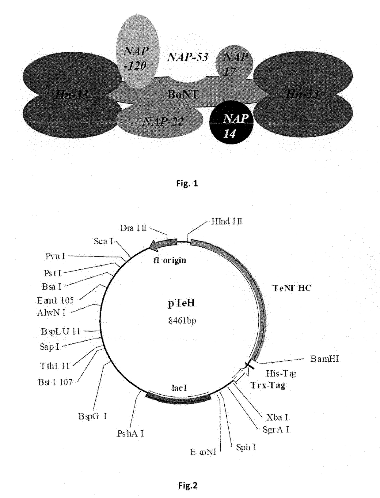 Composition for Oral or Nasal Delivery of Tetanus, Diphtheria, and Pertussis Vaccine alone or in combination using Neurotoxin Associated Proteins