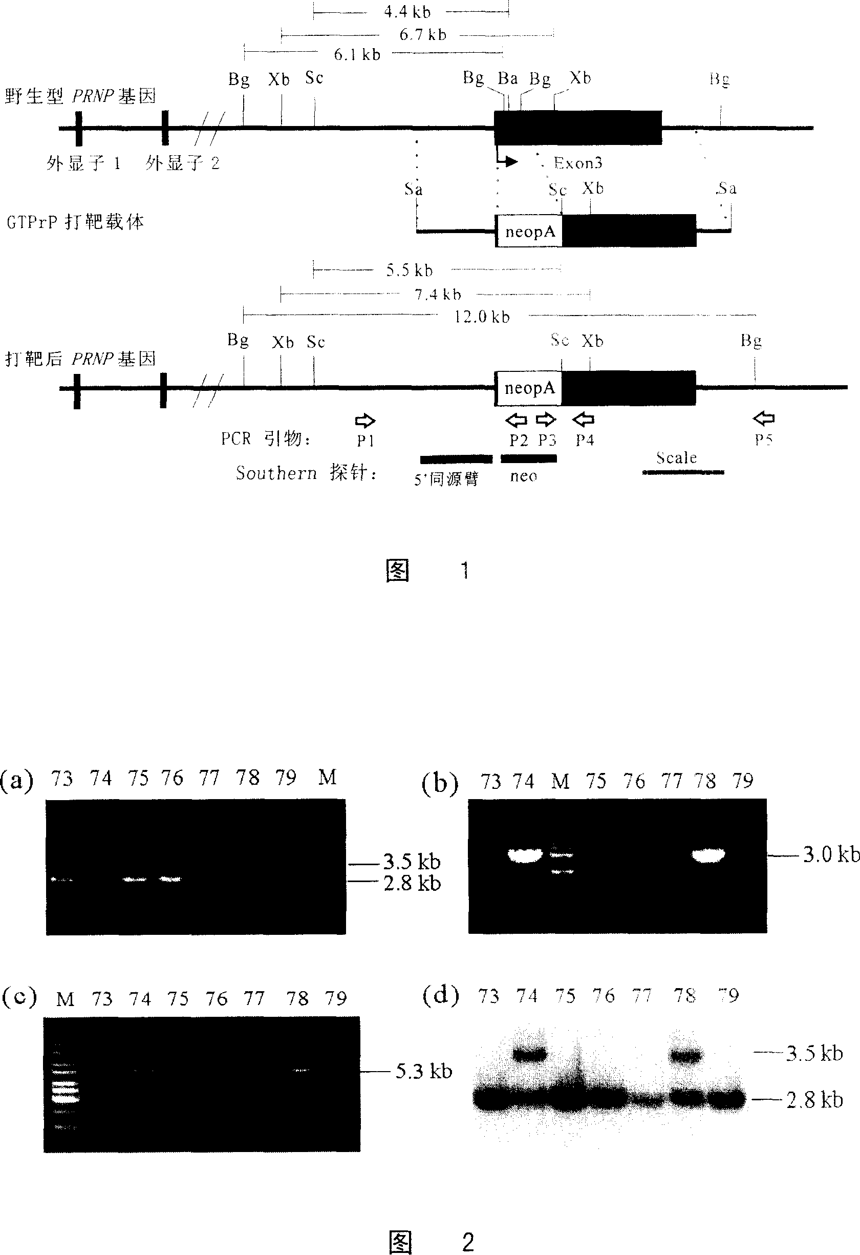 Process for preparing prion protein gene-free domestic animals