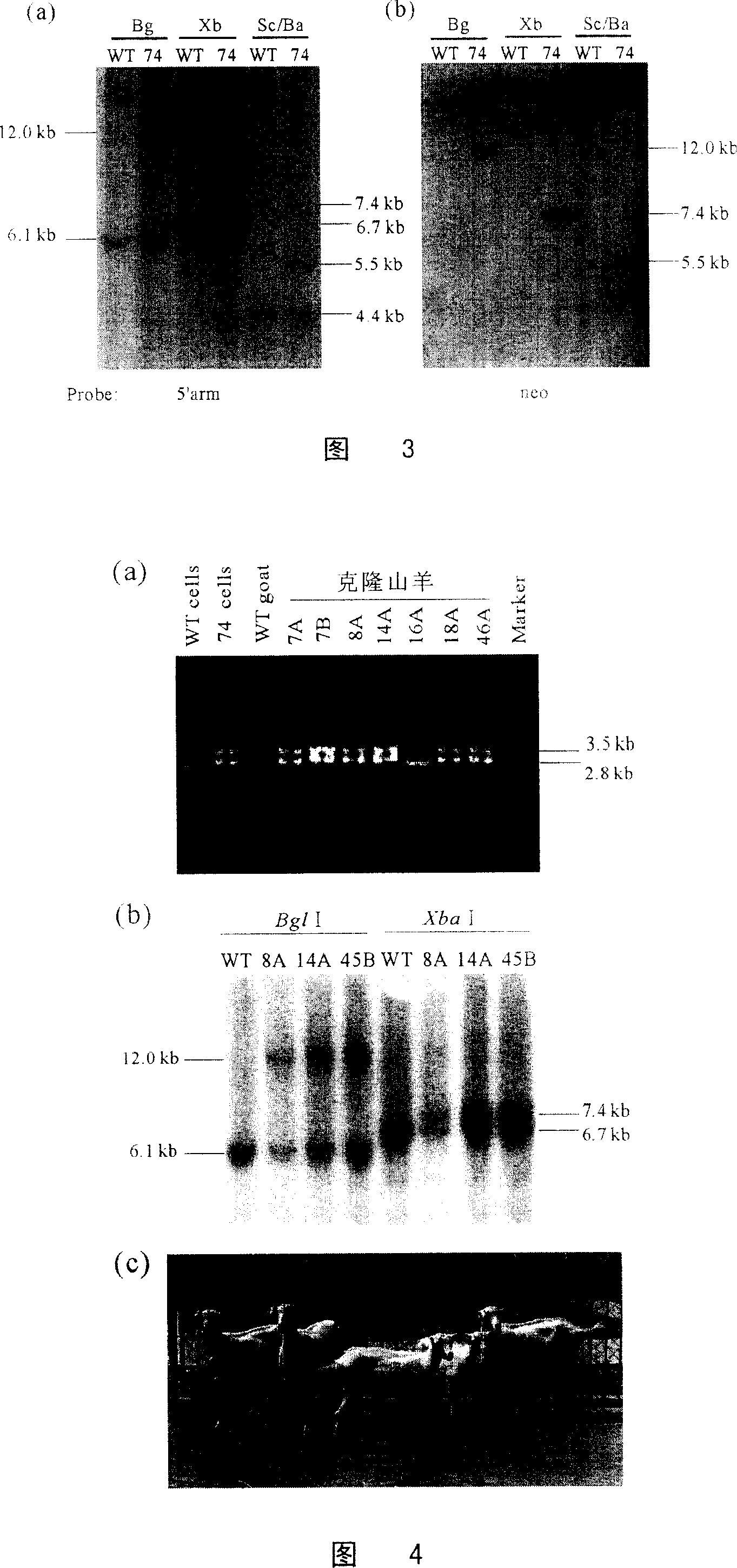 Process for preparing prion protein gene-free domestic animals