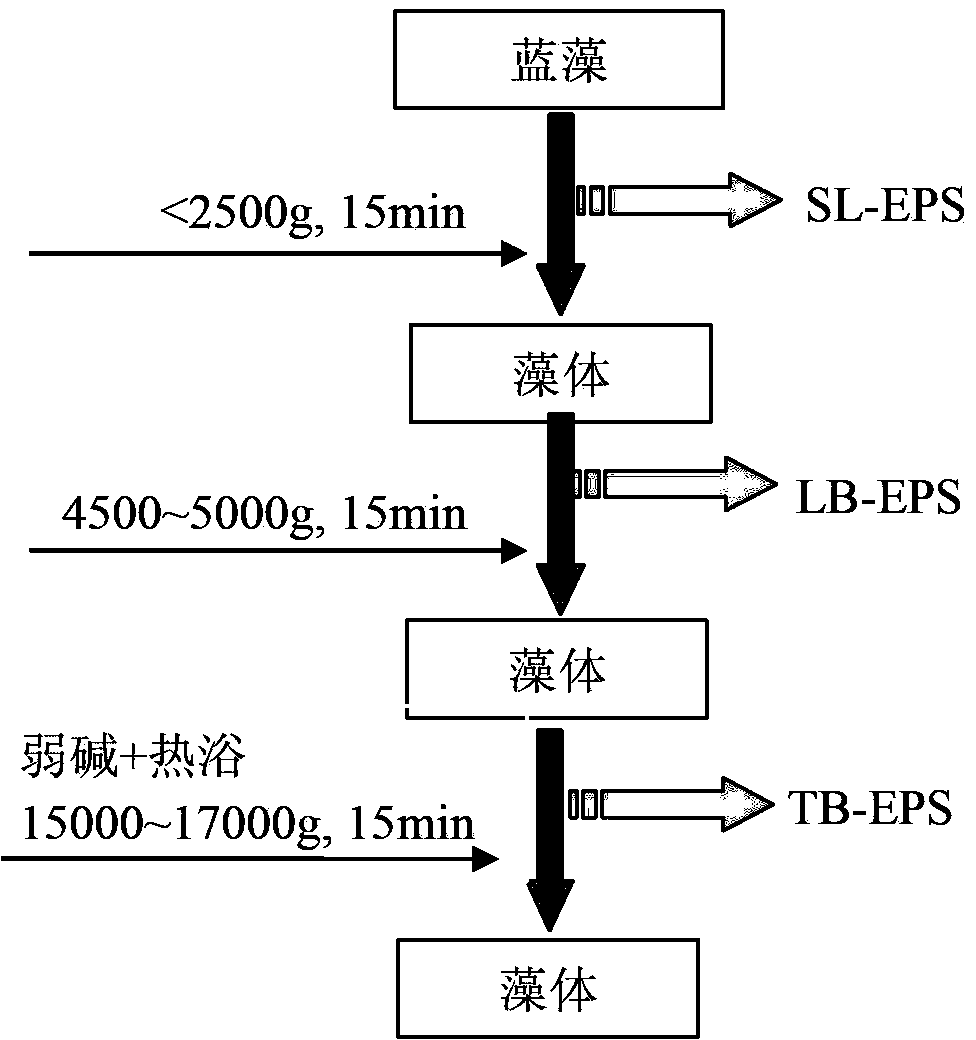 Method for extracting blue-green algae extracellular polymeric substance in grading manner