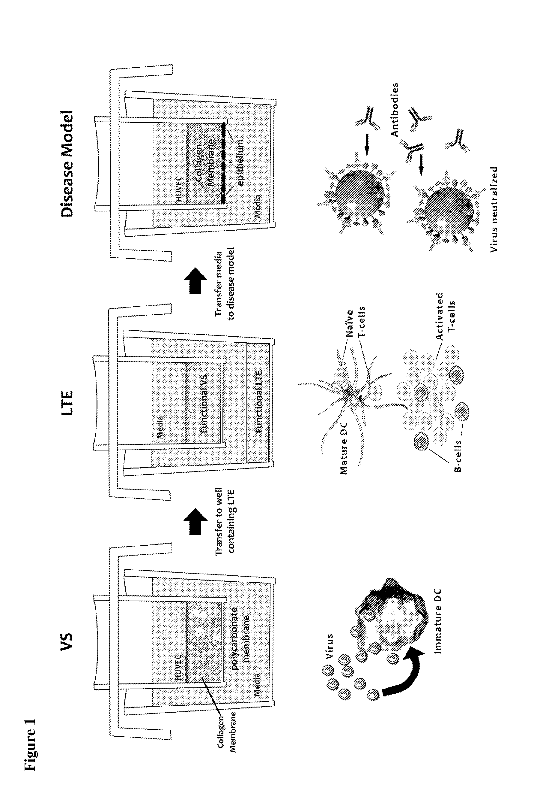 Methods of evaluating a test agent in a diseased cell model