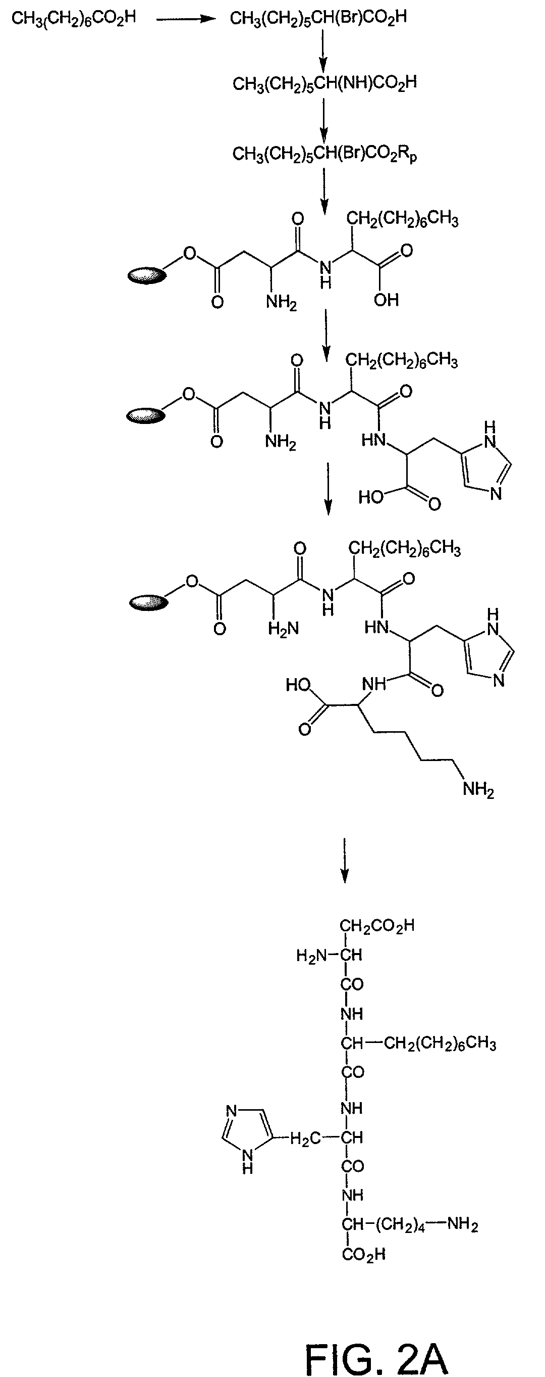 Metal-binding compounds and uses therefor