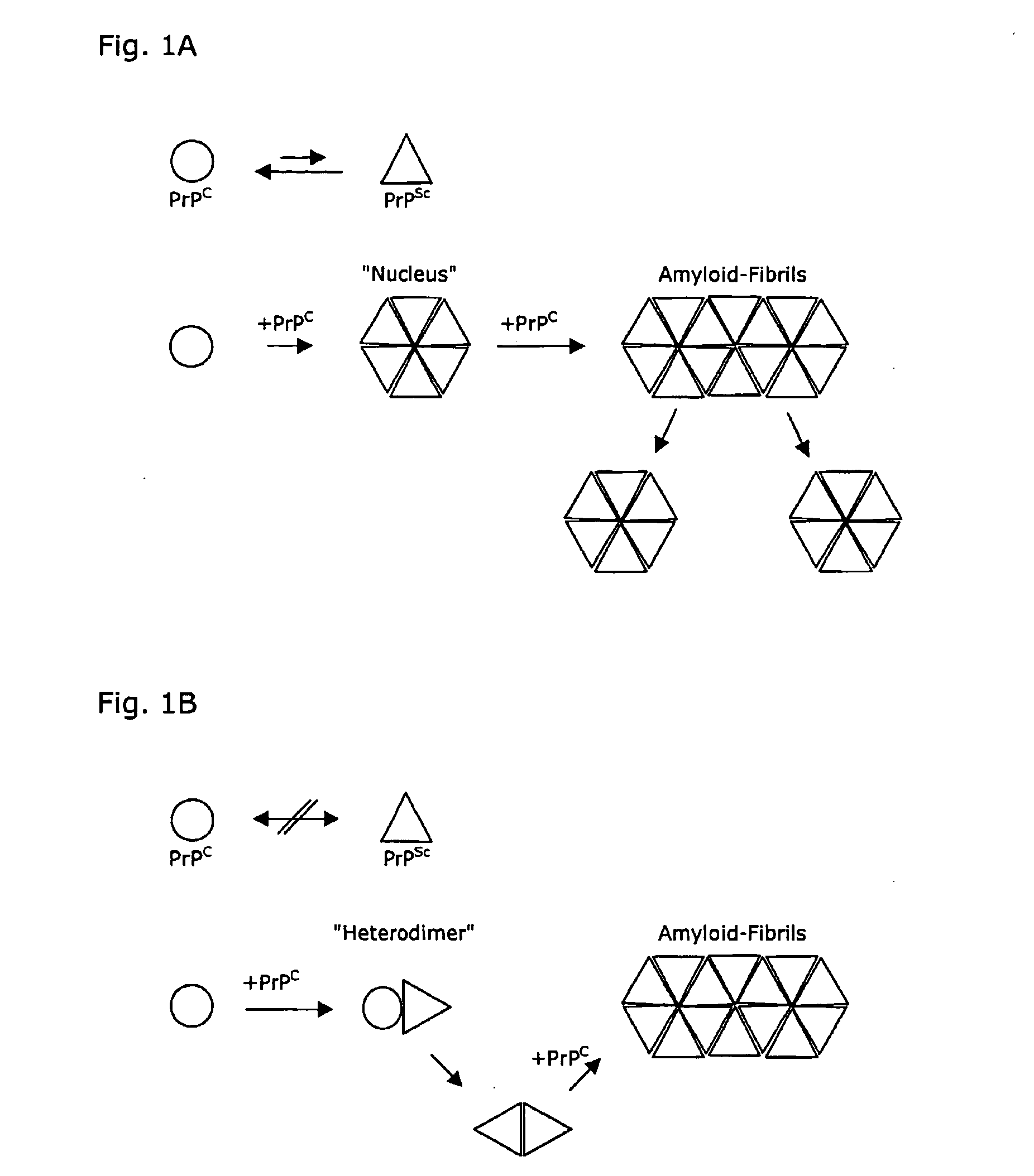 Mutant proteins and use thereof for the manufacture of medicaments and the treatment of humans or animals suffering from conformational diseases