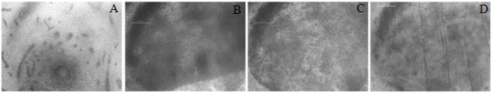 Paraffin section method used for effectively observing anatomical structure of pistil of elaeis guineensis jacq