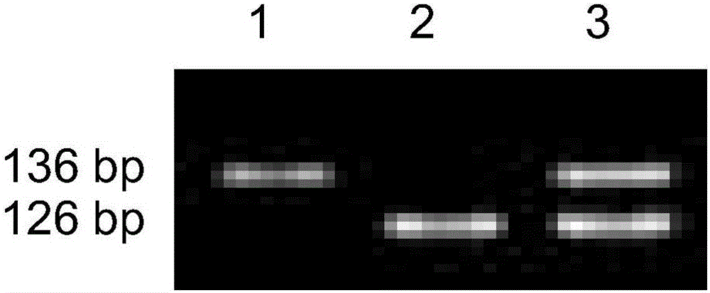 Molecular marker for rice grain amylose content micro-control gene ISA and application thereof